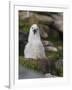 Black-browed Albatross chick in its nest. Falkland Islands-Martin Zwick-Framed Photographic Print