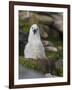 Black-browed Albatross chick in its nest. Falkland Islands-Martin Zwick-Framed Photographic Print