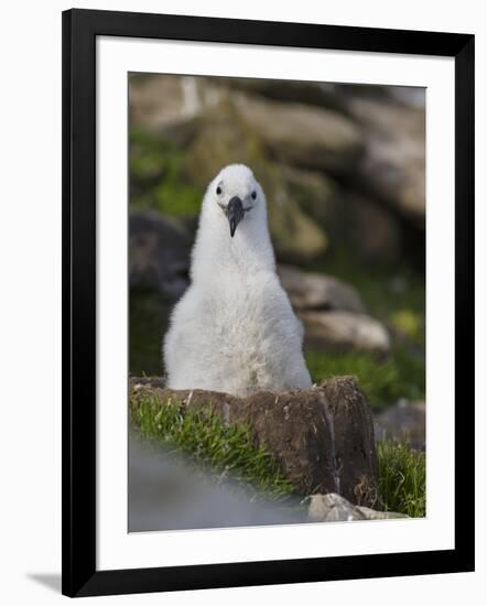 Black-browed Albatross chick in its nest. Falkland Islands-Martin Zwick-Framed Photographic Print