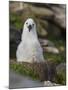 Black-browed Albatross chick in its nest. Falkland Islands-Martin Zwick-Mounted Photographic Print