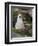 Black-browed Albatross chick in its nest. Falkland Islands-Martin Zwick-Framed Premium Photographic Print