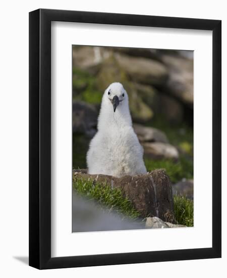 Black-browed Albatross chick in its nest. Falkland Islands-Martin Zwick-Framed Premium Photographic Print