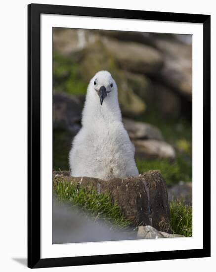 Black-browed Albatross chick in its nest. Falkland Islands-Martin Zwick-Framed Photographic Print