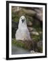 Black-browed Albatross chick in its nest. Falkland Islands-Martin Zwick-Framed Photographic Print