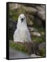 Black-browed Albatross chick in its nest. Falkland Islands-Martin Zwick-Framed Stretched Canvas