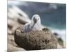 Black-browed Albatross chick in its nest. Falkland Islands-Martin Zwick-Mounted Photographic Print