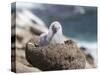 Black-browed Albatross chick in its nest. Falkland Islands-Martin Zwick-Stretched Canvas