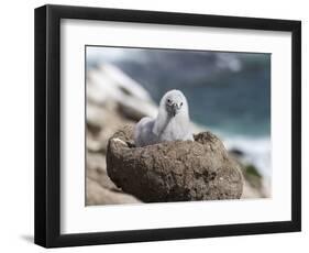 Black-browed Albatross chick in its nest. Falkland Islands-Martin Zwick-Framed Photographic Print