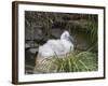 Black-browed Albatross chick in its nest. Falkland Islands-Martin Zwick-Framed Photographic Print