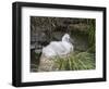 Black-browed Albatross chick in its nest. Falkland Islands-Martin Zwick-Framed Photographic Print