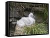 Black-browed Albatross chick in its nest. Falkland Islands-Martin Zwick-Framed Stretched Canvas