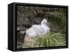 Black-browed Albatross chick in its nest. Falkland Islands-Martin Zwick-Framed Stretched Canvas