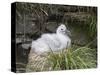 Black-browed Albatross chick in its nest. Falkland Islands-Martin Zwick-Stretched Canvas