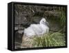 Black-browed Albatross chick in its nest. Falkland Islands-Martin Zwick-Framed Stretched Canvas