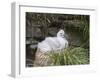 Black-browed Albatross chick in its nest. Falkland Islands-Martin Zwick-Framed Premium Photographic Print