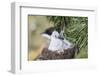 Black-Browed Albatross Chick on Tower Shaped Nest. Falkland Islands-Martin Zwick-Framed Photographic Print