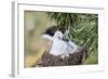 Black-Browed Albatross Chick on Tower Shaped Nest. Falkland Islands-Martin Zwick-Framed Photographic Print