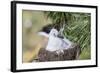 Black-Browed Albatross Chick on Tower Shaped Nest. Falkland Islands-Martin Zwick-Framed Photographic Print