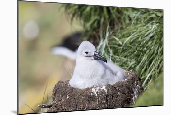 Black-Browed Albatross Chick on Tower Shaped Nest. Falkland Islands-Martin Zwick-Mounted Photographic Print