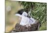 Black-Browed Albatross Chick on Tower Shaped Nest. Falkland Islands-Martin Zwick-Mounted Photographic Print