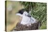 Black-Browed Albatross Chick on Tower Shaped Nest. Falkland Islands-Martin Zwick-Stretched Canvas