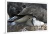 Black-Browed Albatross Chick Peeking Out-DLILLC-Framed Premium Photographic Print
