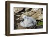 Black-browed albatross chick (Thalassarche melanophris), Saunders Island, Falklands, South America-Michael Runkel-Framed Photographic Print