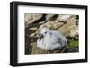 Black-browed albatross chick (Thalassarche melanophris), Saunders Island, Falklands, South America-Michael Runkel-Framed Photographic Print