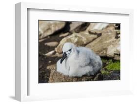 Black-browed albatross chick (Thalassarche melanophris), Saunders Island, Falklands, South America-Michael Runkel-Framed Photographic Print