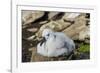 Black-browed albatross chick (Thalassarche melanophris), Saunders Island, Falklands, South America-Michael Runkel-Framed Photographic Print