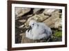 Black-browed albatross chick (Thalassarche melanophris), Saunders Island, Falklands, South America-Michael Runkel-Framed Photographic Print