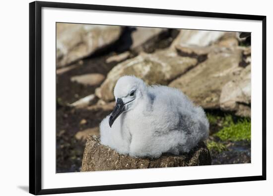 Black-browed albatross chick (Thalassarche melanophris), Saunders Island, Falklands, South America-Michael Runkel-Framed Photographic Print