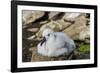 Black-browed albatross chick (Thalassarche melanophris), Saunders Island, Falklands, South America-Michael Runkel-Framed Photographic Print