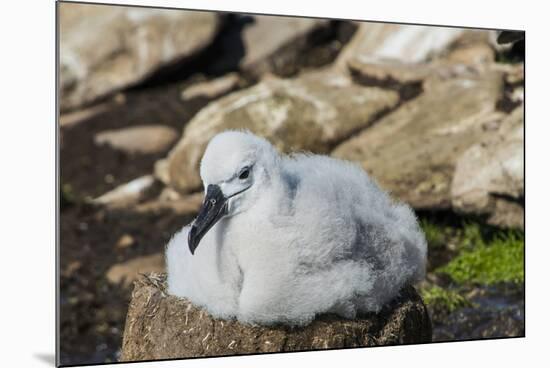 Black-browed albatross chick (Thalassarche melanophris), Saunders Island, Falklands, South America-Michael Runkel-Mounted Photographic Print