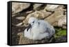 Black-browed albatross chick (Thalassarche melanophris), Saunders Island, Falklands, South America-Michael Runkel-Framed Stretched Canvas