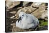 Black-browed albatross chick (Thalassarche melanophris), Saunders Island, Falklands, South America-Michael Runkel-Stretched Canvas