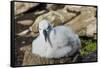 Black-browed albatross chick (Thalassarche melanophris), Saunders Island, Falklands, South America-Michael Runkel-Framed Stretched Canvas