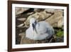 Black-browed albatross chick (Thalassarche melanophris), Saunders Island, Falklands, South America-Michael Runkel-Framed Photographic Print