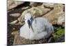 Black-browed albatross chick (Thalassarche melanophris), Saunders Island, Falklands, South America-Michael Runkel-Mounted Photographic Print