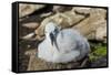 Black-browed albatross chick (Thalassarche melanophris), Saunders Island, Falklands, South America-Michael Runkel-Framed Stretched Canvas