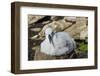 Black-browed albatross chick (Thalassarche melanophris), Saunders Island, Falklands, South America-Michael Runkel-Framed Photographic Print