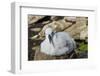 Black-browed albatross chick (Thalassarche melanophris), Saunders Island, Falklands, South America-Michael Runkel-Framed Photographic Print