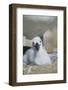 Black-Browed Albatross Chick-DLILLC-Framed Photographic Print
