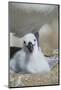 Black-Browed Albatross Chick-DLILLC-Mounted Photographic Print