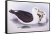 Black-Browed Albatross (Diomedea O Thalassarche Melanophrys)-John Gould-Framed Stretched Canvas