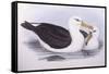 Black-Browed Albatross (Diomedea O Thalassarche Melanophrys)-John Gould-Framed Stretched Canvas