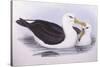 Black-Browed Albatross (Diomedea O Thalassarche Melanophrys)-John Gould-Stretched Canvas