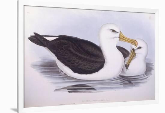 Black-Browed Albatross (Diomedea O Thalassarche Melanophrys)-John Gould-Framed Giclee Print