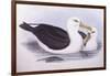 Black-Browed Albatross (Diomedea O Thalassarche Melanophrys)-John Gould-Framed Giclee Print