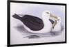 Black-Browed Albatross (Diomedea O Thalassarche Melanophrys)-John Gould-Framed Giclee Print